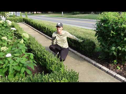 Video: Instant Flower Garden Plan - How To Create An Instant Garden