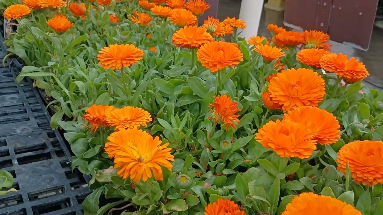 Summerwinds nursery/ Glendale Arizona