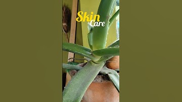 DIY skincare alert! Aloe vera ice cubes for a refreshing skin #thecookgirl #AloeVera #SkincareLovers