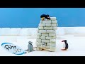 Pingu Builds a Tower 🐧 | Pingu - Official Channel | Cartoons For Kids
