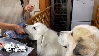 もらえるタイミングのおやつは絶対にもらいたいルンルンです　Great Pyrenees　グレートピレニーズ