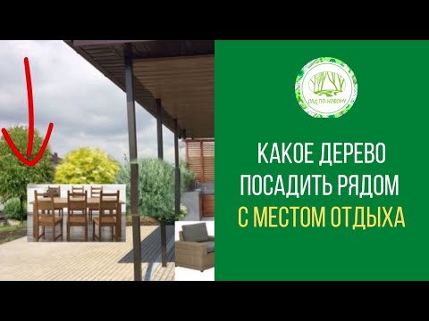 Какое дерево посадить рядом с местом отдыха