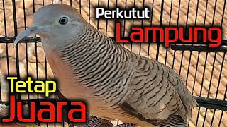 Perkutut lokal gacor suara besar - JUARA LAMPUNG.