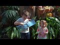 Experience the butterflies at meijer gardens