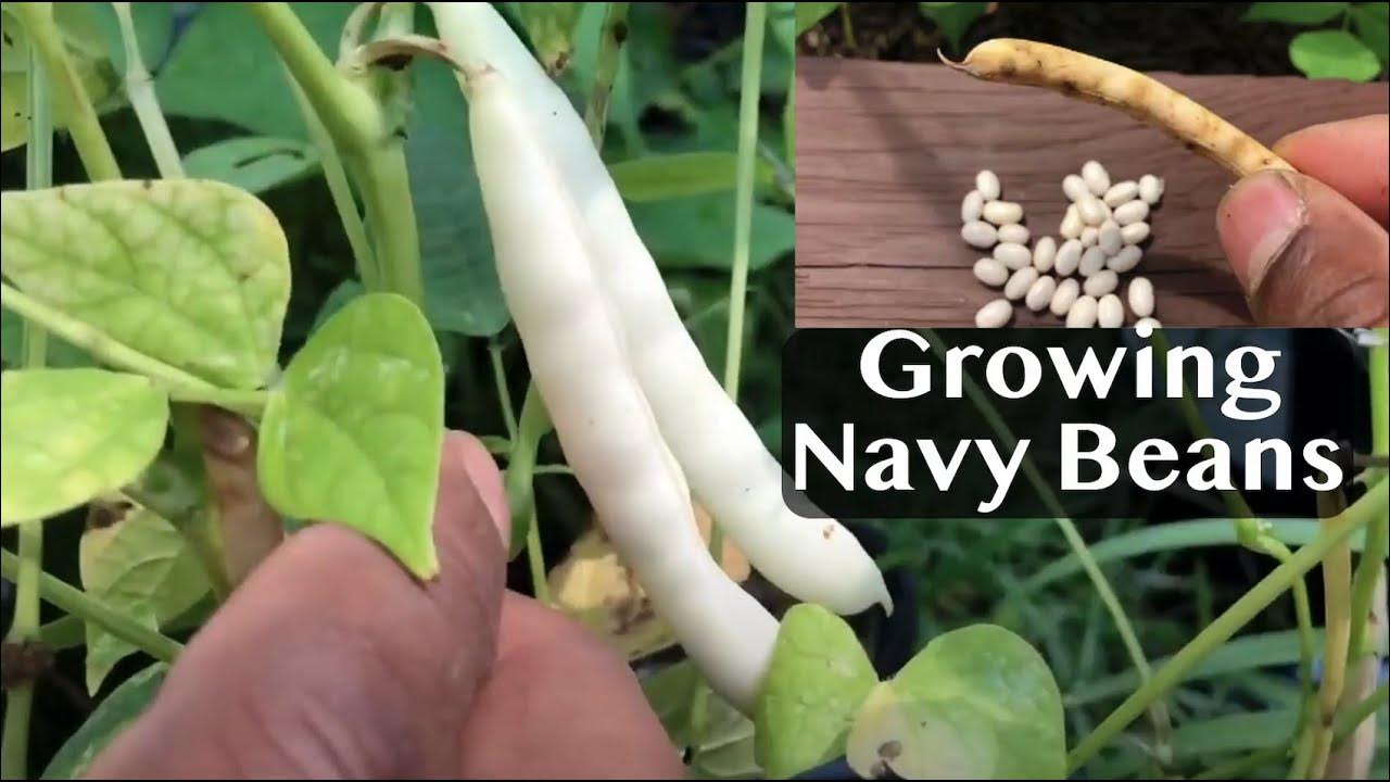 Growing Navy Beans in Raised garden beds Update navybeans gardening 