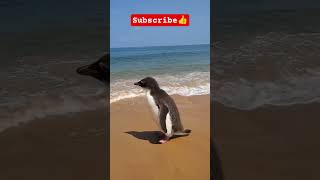 #beechilling #penguin