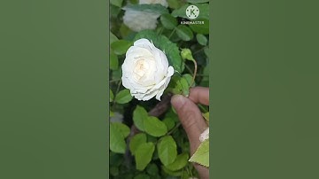 آيات من سورة الرحمن بصوت أ. محمد حمادة #اكسبلور #لايك #راحة_نفسية #الرحمن #المصحف