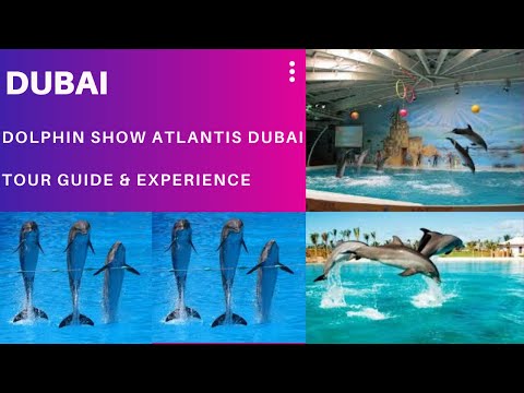 @Dolphin Show with family – Hotel Atlantis the palm Dubai