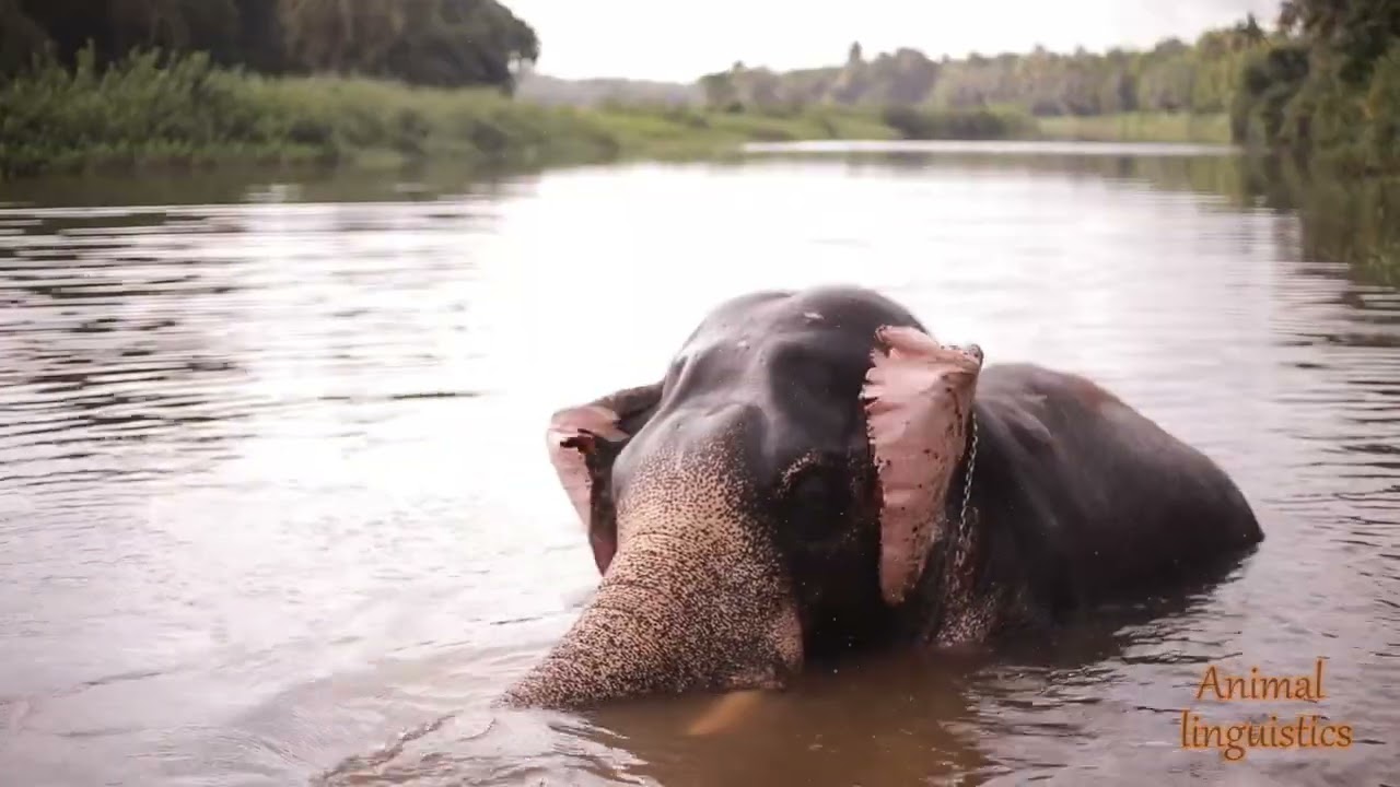 Animals That Love Water • Sounds of Animals on Water • Video about Nature