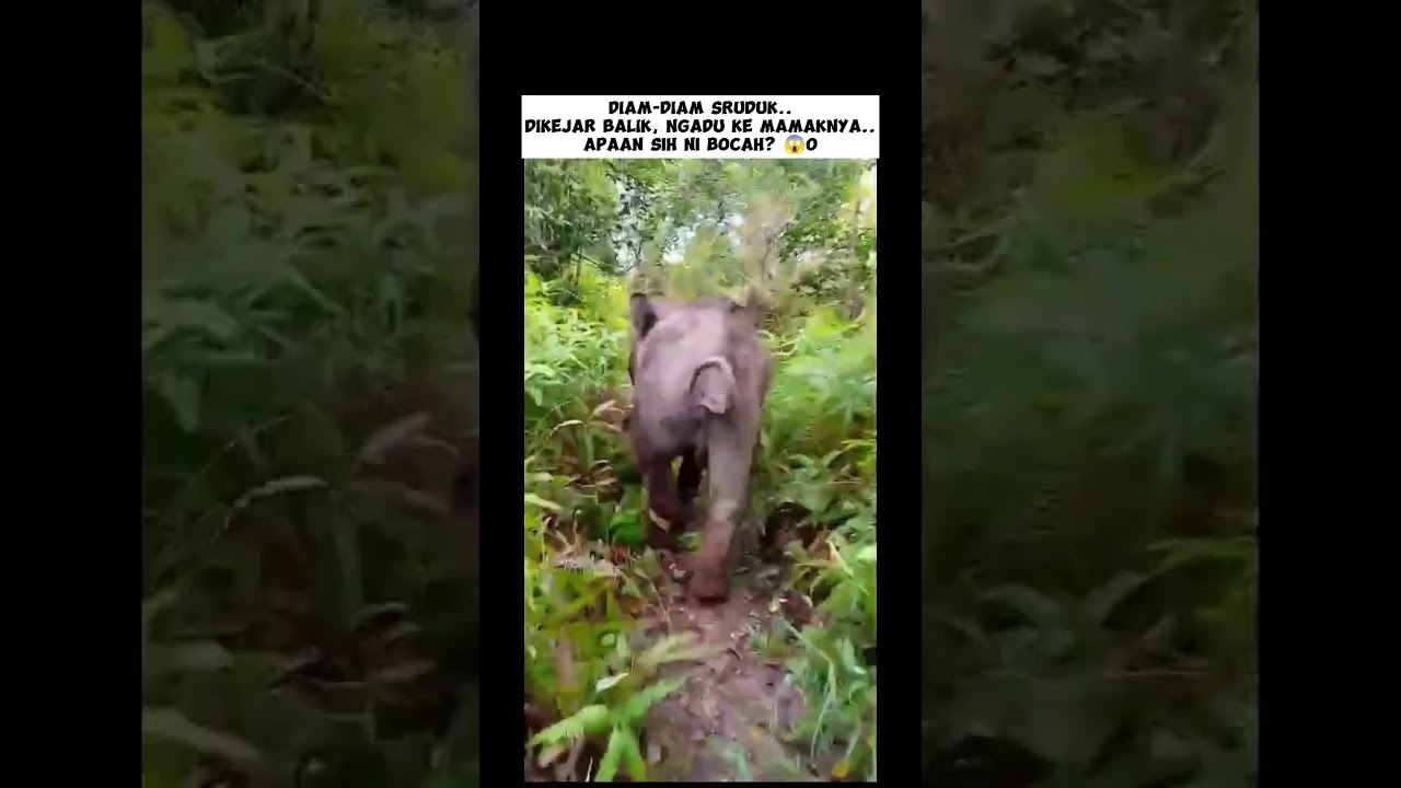 ANAK GAJAH SOK JAGO, DIKEJAR LARI NGADU MAMAKNYA.. 😱😅 #shorts #gajah #elephant #tessonilo