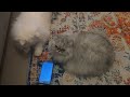 White doll face persian cat plays with mobile app, specially designed for cats