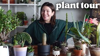 My cactus & succulent houseplant collection by Harli G 19,408 views 4 months ago 23 minutes