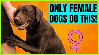 Only Female Dogs Do This… The Reason Will TOUCH Your Heart