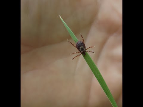 Video: Where Do Ticks Live?