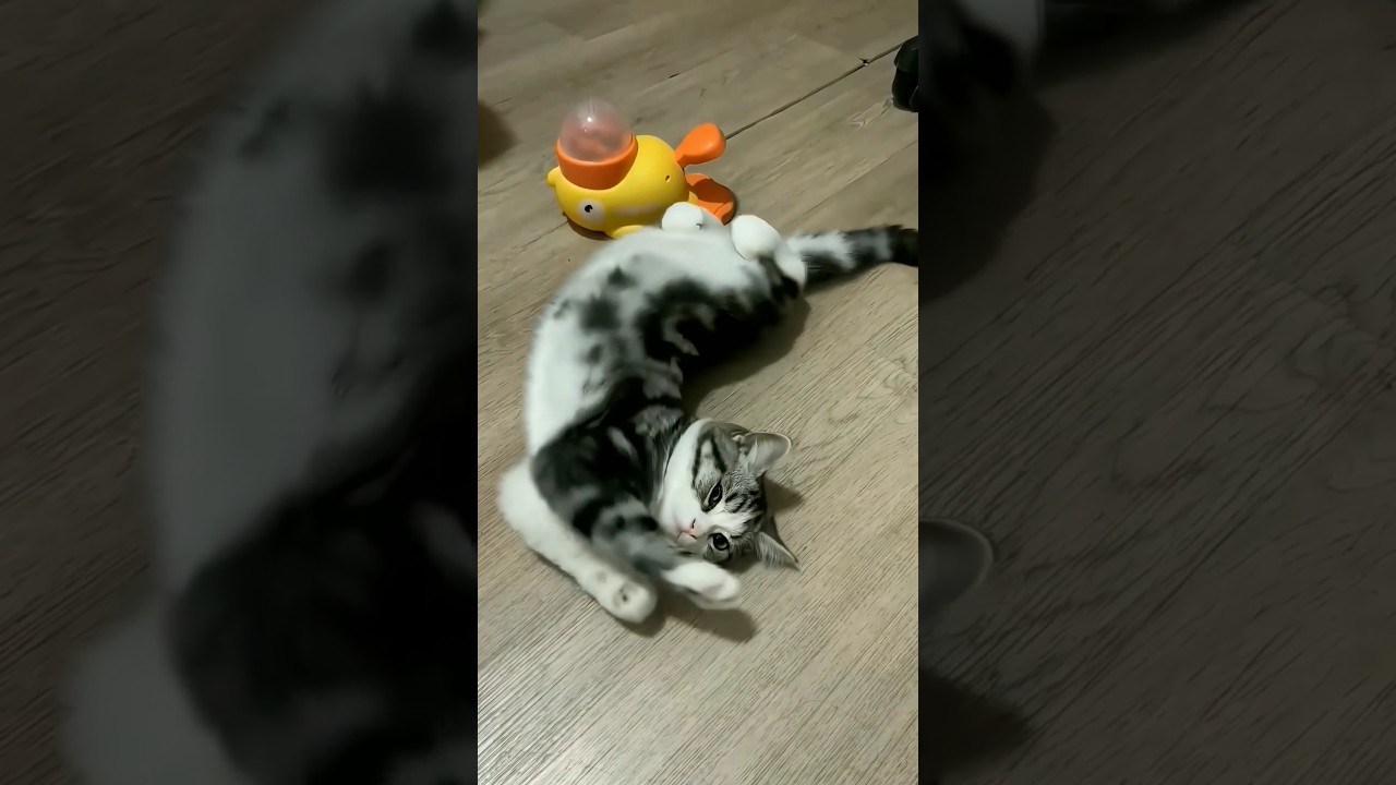 This Cat’s Playtime Will Melt Your Heart 😻💫 