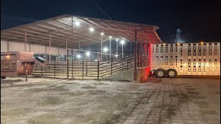 Selling Cattle 🐄 All Day, All Night, All Morning ⭐️🌙☀️
