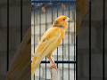 this bird is sun-bathing like a pro | birds sound #birds #animals #funnyanimals #canary