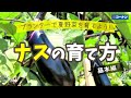 ナスの育て方(基本編)【プランター栽培】コーナン