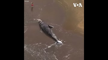 Cá voi bị tàu đâm chết, trôi vào San Francisco (VOA)