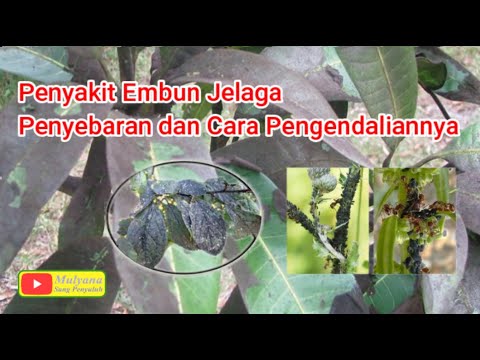 Video: Jamur Jelaga - Menghilangkan Jamur Jelaga Hitam