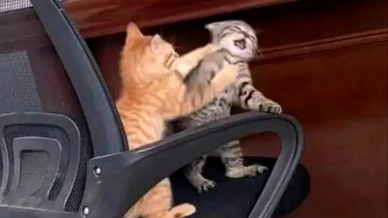 ⁣FUNNY CATS MEMES COMPILATION OF 2023 V33