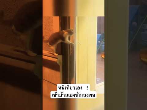 หนีเที่ยวเอง !เข้าบ้านเองนักเลงพอ #cat #funny