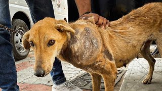 Dog Left with Massive Untreated Neck Tumor | Tried Hard to Save The Dog