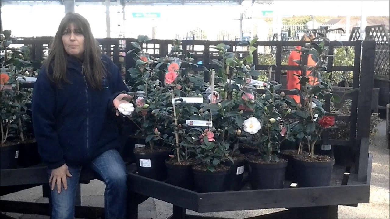 North Wales Garden World - Plant of the Week - Camelia