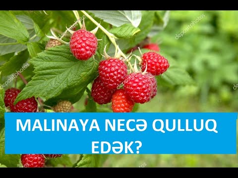 Video: Qırmızıbudu ağacının budaması - Qırmızıbudu ağaclarını nə vaxt və necə budamağı öyrənin