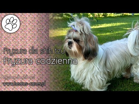 Wideo: Jak przygotować psa Schnoodle