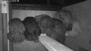 chickens sleeping coop