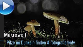 Pilze im Dunkeln suchen, finden &amp; fotografieren. Mit LED-Technik.