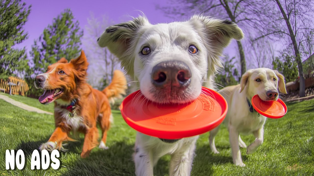 12 Часов ТВ для Собак🐶Музыка для Расслабления Собак для Сна Против Тревоги & Спокойствие