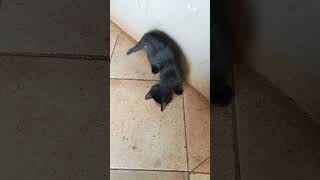 Download Lagu Kucing Lagi Ngopi #shorts MP3