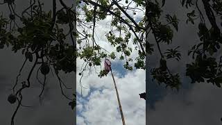 Alat Pemetik Buah Alpukat Sederhanashorts