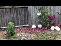 Did My Neighbor Get Mad?? 🤷🏻♀️ She Cut the Bougainvillea!! 🥺