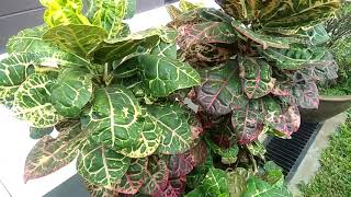 Aglaonema kura (Sri rezeki) warna hijau ini termasuk suku talas-talasan (Araceae)