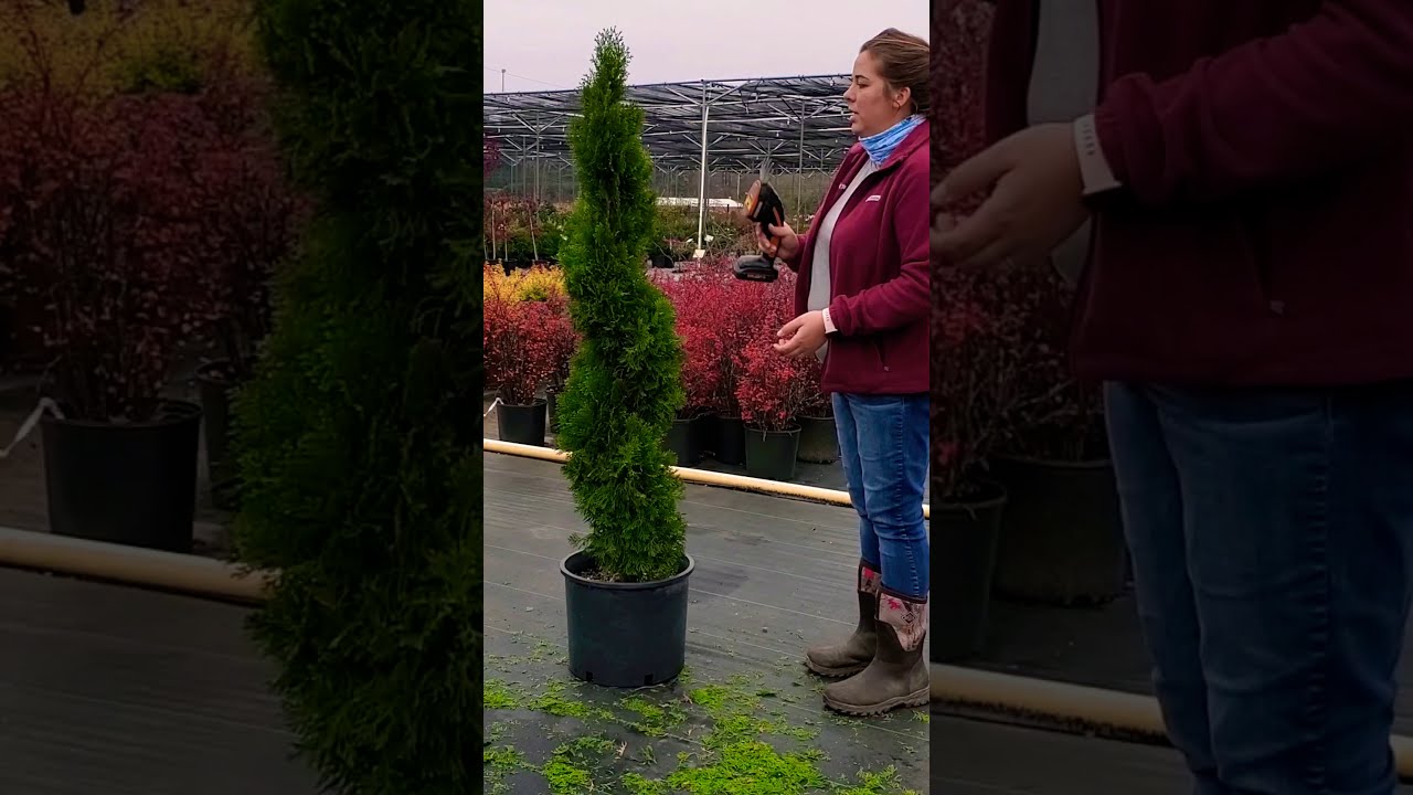 Spiral Emerald Green Arborvitae Topiary Maintenance Trim
