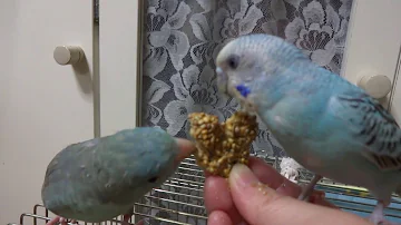インコ クッキー تحميل Download Mp4 Mp3 インコ クッキー تحميل Download Mp4 Mp3