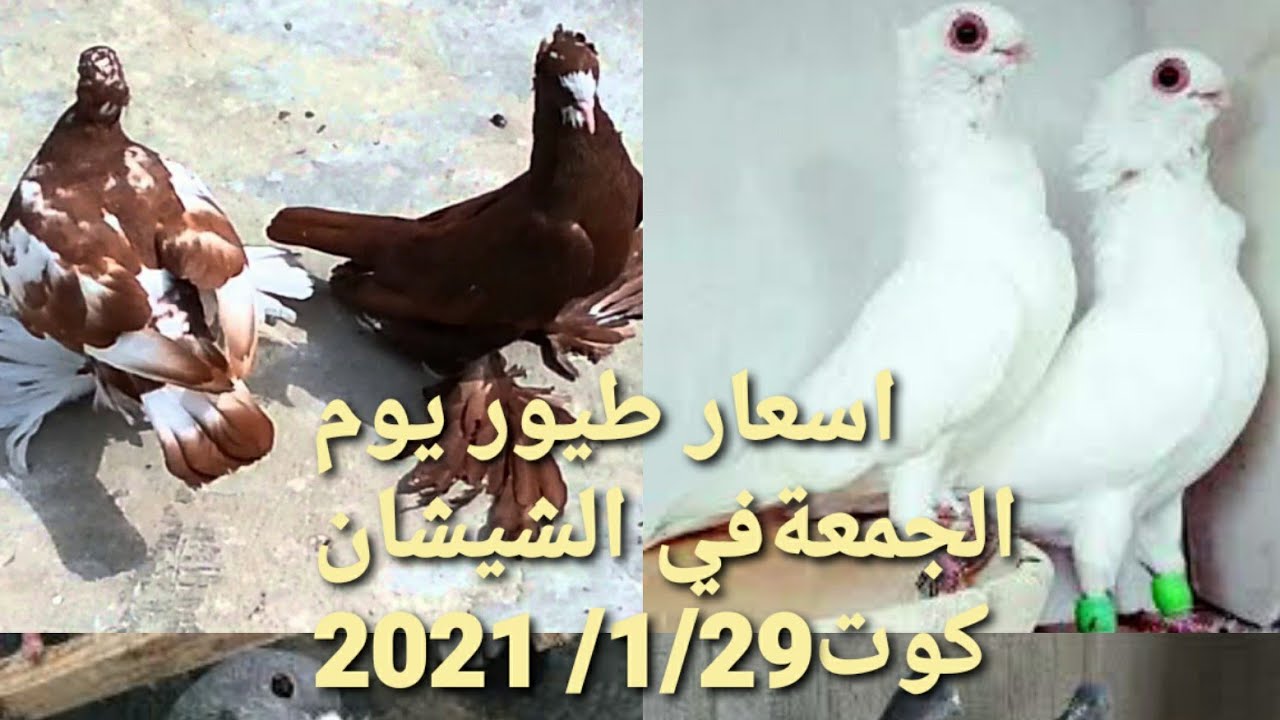 جميع اسعار اطيور في يوم الجمعة 29 2021/1