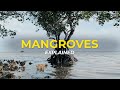 What are mangrove trees  eco facts  one tree planted