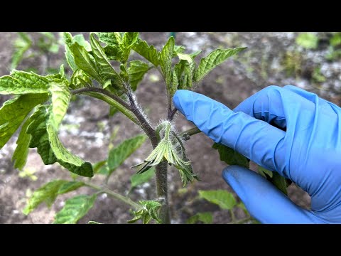 Никогда не убирайте этот пасынок! Урожай будет самый крупный! Как сформировать стебель помидор.