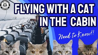 Tips for Flying With a Cat In the Cabin Of an Airplane