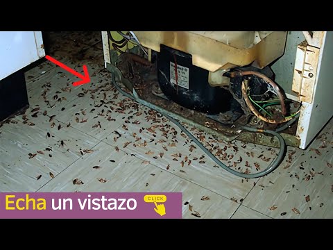 Video: ¿Hay alguna manera de deshacerse de las cucarachas en un apartamento para siempre?