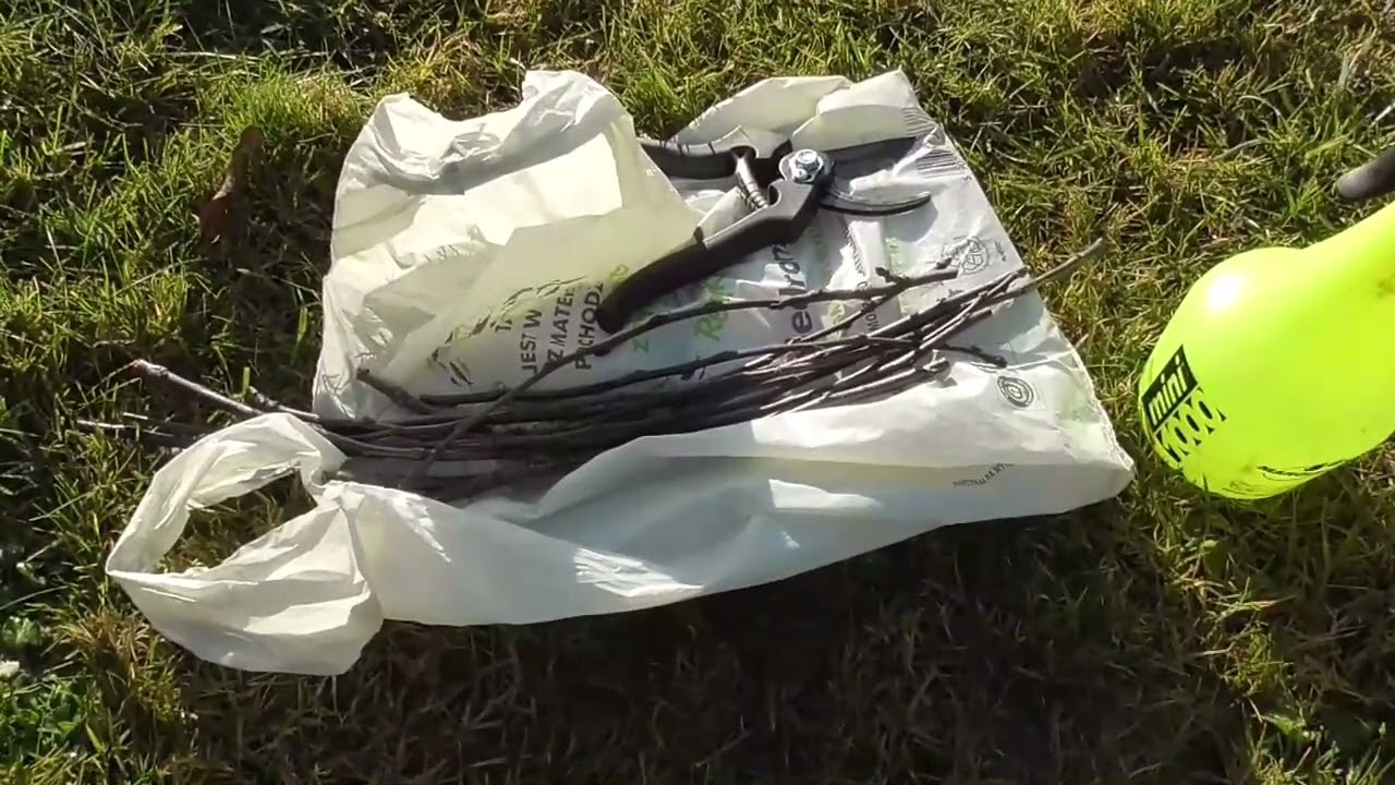 Szczepienie 2023- etap 1. Pobieranie i przechowywanie zrazów jeden z sposobów przechowywania.