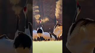 كركي ياباني  Red-crowned Crane