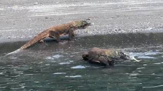 Swimming Komodo Dragons!