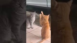 Cat teaches her boyfriend a lesson