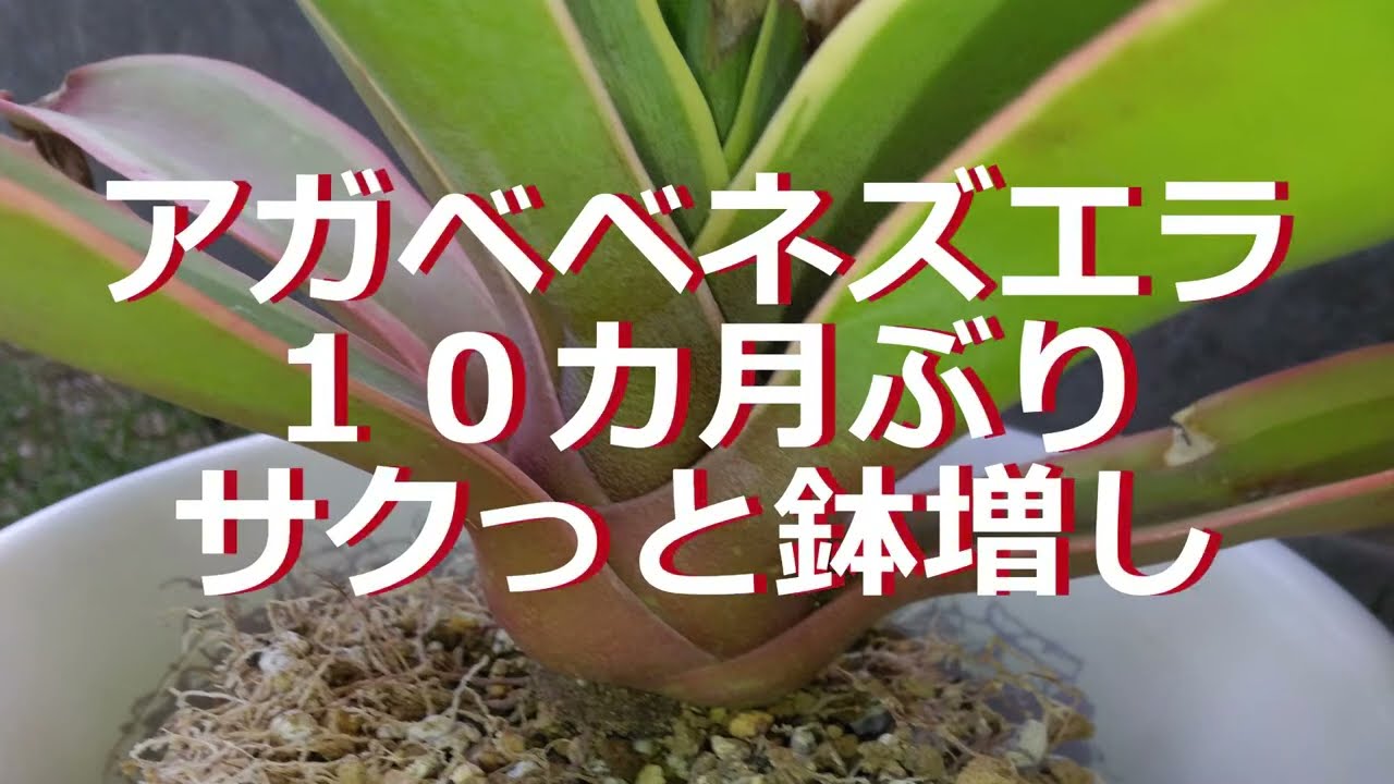 早く大きくしたいので鉢増し（アガベベネズエラ） - YouTube