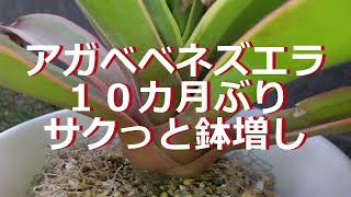 早く大きくしたいので鉢増し（アガベベネズエラ） - YouTube